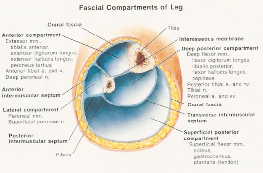 leg compartment